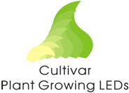 Cultivar